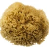 Natural Bath Sponge Honeycomb Sea Sponge Size 5 - 5.5" -Korres Store H C 5.5N 63532.1640089723